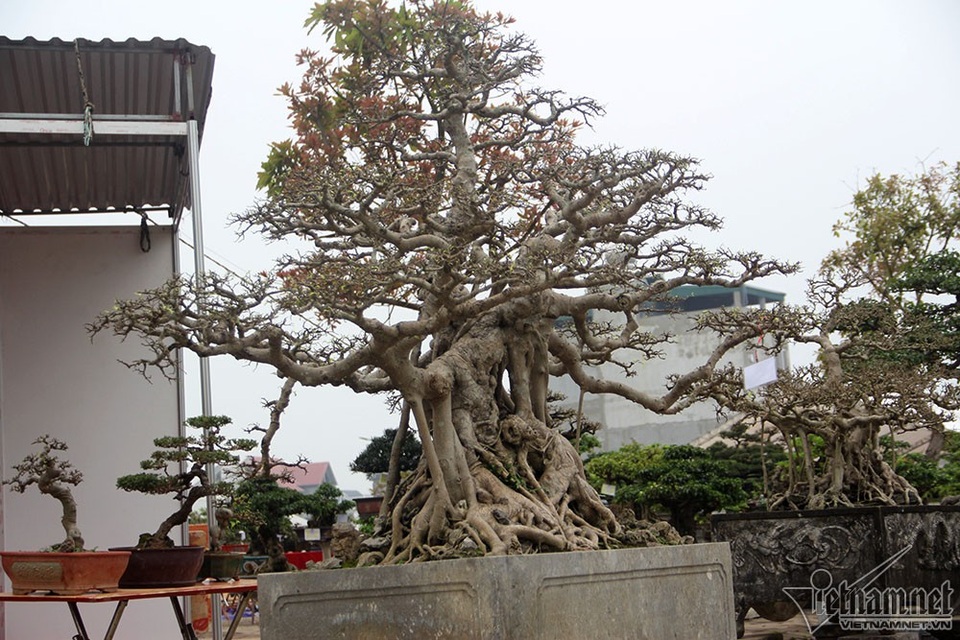 Bộ ba cây sanh "hóa thạch" 30 tỷ đồng xôn xao hội chợ Hà Nội - 12 Anh Nghiệp đã mất nhiều công sức để thuyết phục người chủ cũ sang tên, bán đứt với một số tiền lớn