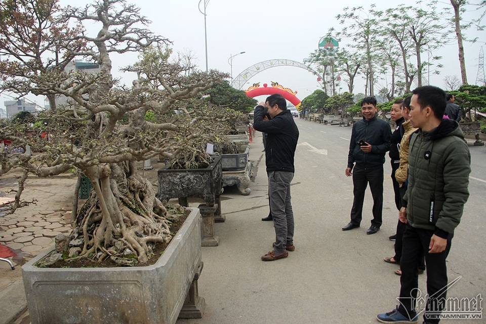 Bộ ba cây sanh "hóa thạch" 30 tỷ đồng xôn xao hội chợ Hà Nội - 14 Bộ ba thu hút sự chú ý của nhiều người