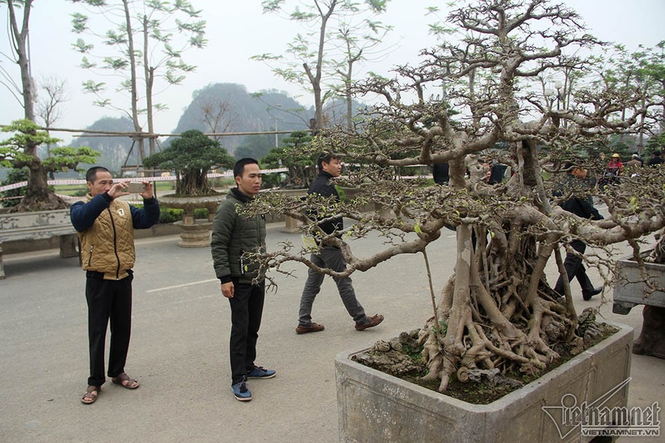 Bộ ba cây sanh "hóa thạch" 30 tỷ đồng xôn xao hội chợ Hà Nội - 15 Trên thị trường, cũng có nhiều “siêu cây” sanh cổ nổi tiếng nhưng để có được bộ ba tác phẩm thì rất hiếm