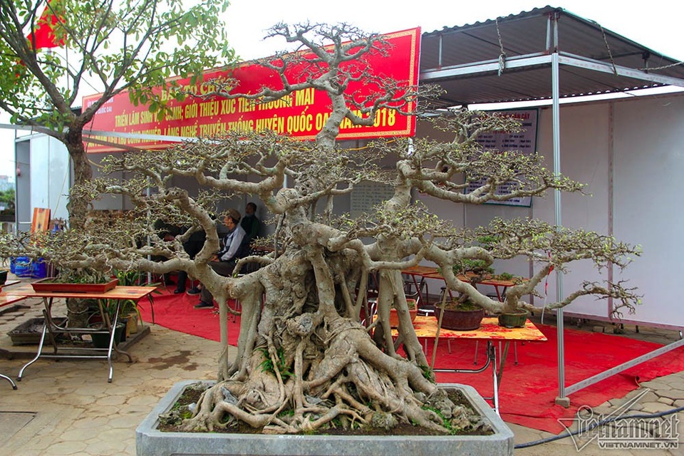 Bộ ba cây sanh "hóa thạch" 30 tỷ đồng xôn xao hội chợ Hà Nội - 4 Bộ ba cây sanh "hóa thạch" 30 tỷ đồng xôn xao hội chợ Hà Nội - 4