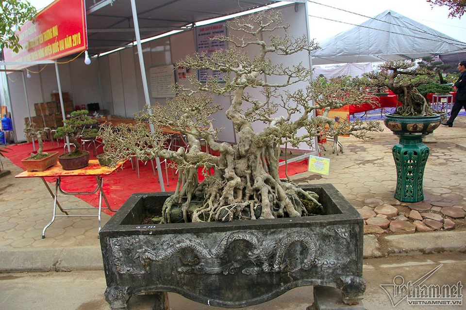 Bộ ba cây sanh "hóa thạch" 30 tỷ đồng xôn xao hội chợ Hà Nội - 5 Một cây có dáng “phúc-lộc-thọ” thể hiện sự quy tụ, sum vầy