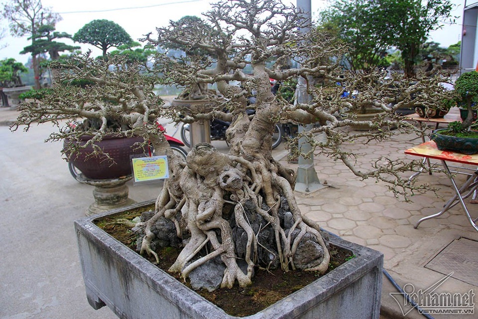 Bộ ba cây sanh "hóa thạch" 30 tỷ đồng xôn xao hội chợ Hà Nội - 6 Các cây đều có thân, bệ u bướu, tay cành uyển chuyển và các dăm cành đối xứng