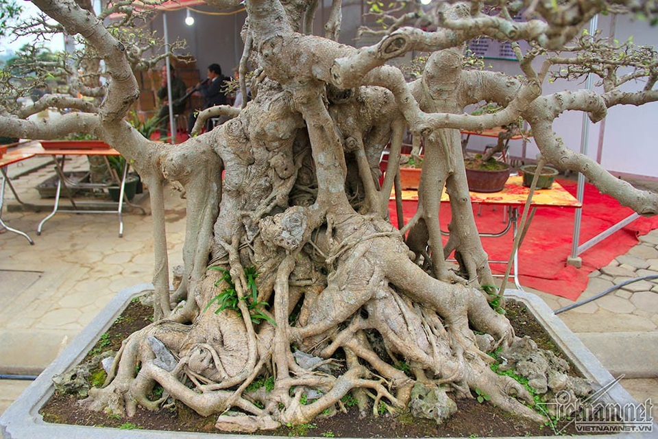 Bộ ba cây sanh "hóa thạch" 30 tỷ đồng xôn xao hội chợ Hà Nội - 7 Bộ ba cây sanh "hóa thạch" 30 tỷ đồng xôn xao hội chợ Hà Nội - 7