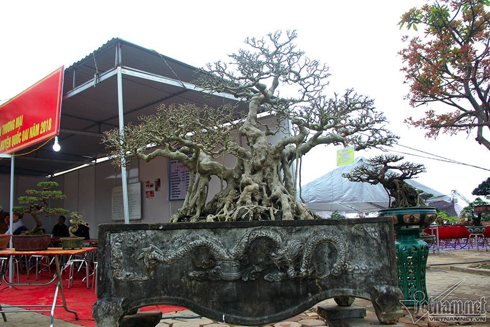 Bộ ba cây sanh "hóa thạch" 30 tỷ đồng xôn xao hội chợ Hà Nội - 8 Các cây sanh được trồng trên các bệ cổ làm tôn thêm vẻ cổ kính