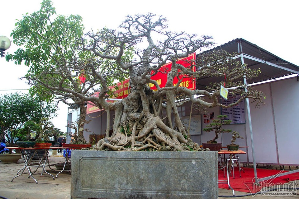 Bộ ba cây sanh "hóa thạch" 30 tỷ đồng xôn xao hội chợ Hà Nội - 9 Từng có người trả giá tác phẩm lên tới cả tỷ đồng