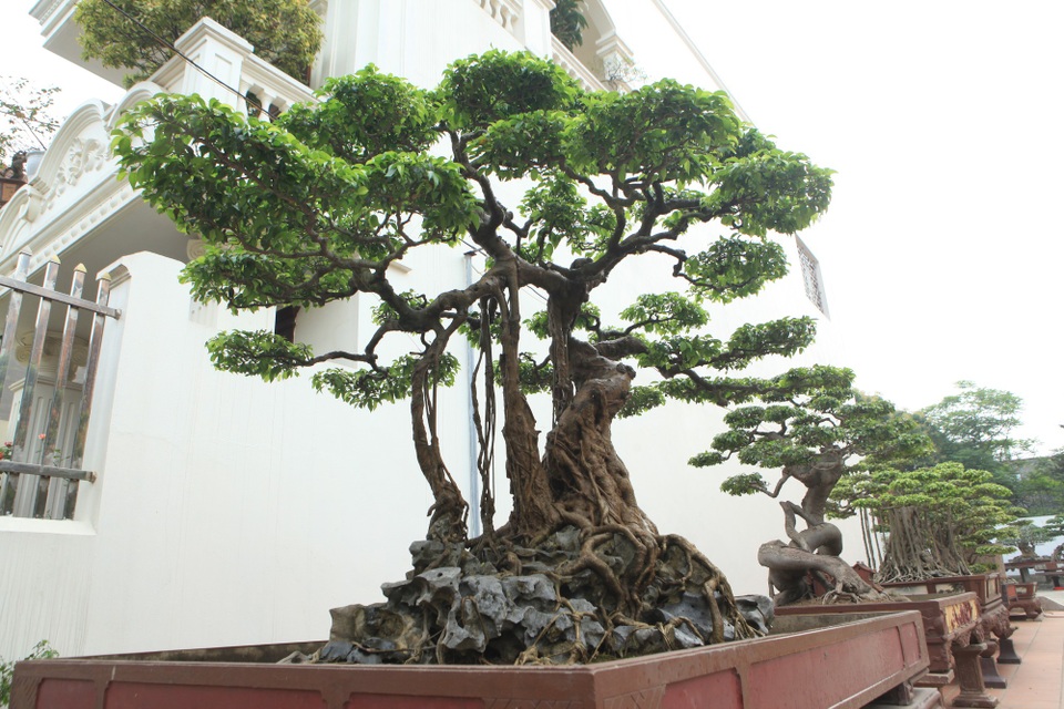 Chiêm ngưỡng vườn cảnh triệu đô của đại gia Phú Thọ - 1 Trong giới chơi cây ở Việt Nam, không ai là không biết đến cái tên Toàn “đô la”. Không chỉ sở hữu những cây cảnh độc đáo, giá trị mà tay chơi này còn nổi tiếng với vườn cây được công nhận là vườn cây di sản đầu tiên ở Việt Nam.