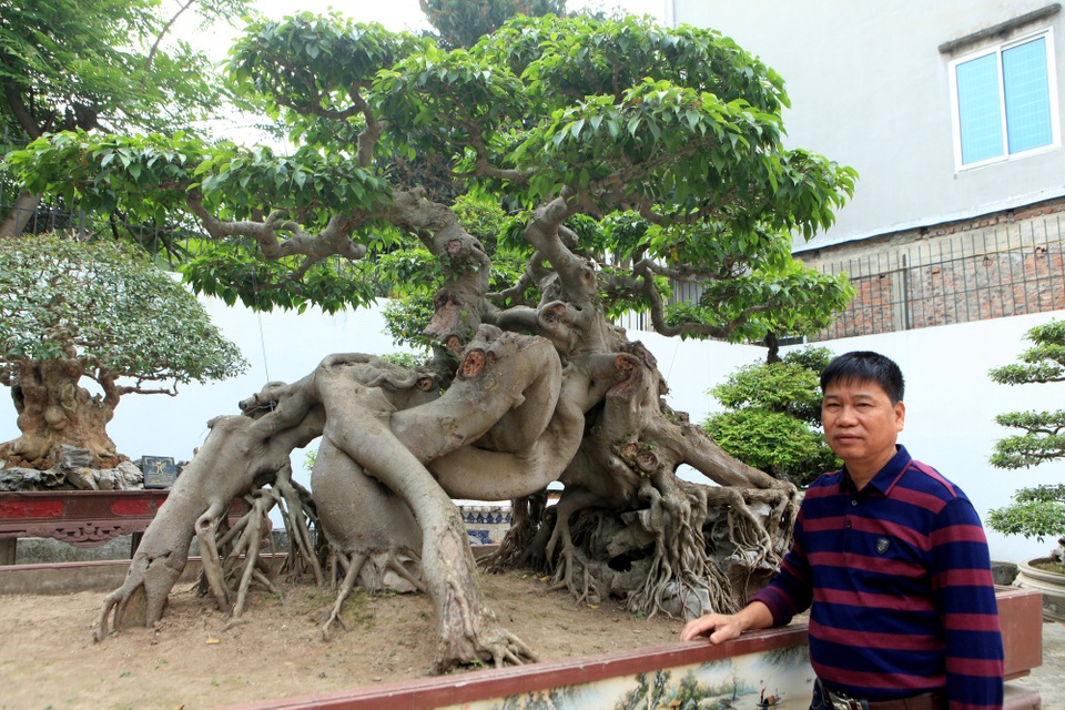 Chiêm ngưỡng vườn cảnh triệu đô của đại gia Phú Thọ - 9 “Siêu” cây xanh “Ngọa hổ tàng long” được biết đến là cây “quý”, có giá trị đắt đỏ bậc nhất hiện này. Cây có dáng đẩu hồ, mình rồng toát lên sự uy quyền, mạnh mẽ. Anh Toàn cho biết, cách đây vài năm, chủ tịch Hội sinh vật cảnh Đài Loan đã từng trả giá 1,4 triệu đô để sở hữu “siêu cây” quý hiếm này nhưng anh không đồng ý bán.