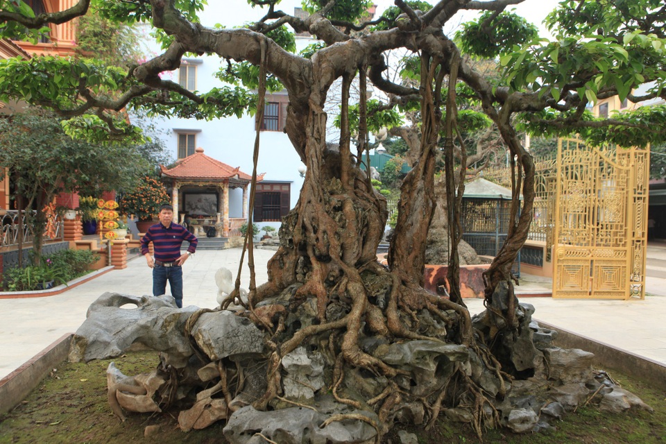 Chiêm ngưỡng vườn cảnh triệu đô của đại gia Phú Thọ - 10 Tác phẩm cây sanh “nỏ thần” có tuổi đời trên 300 tuổi. Đây được đánh giá là cây sanh đầu bảng Việt Nam. Cây có nguồn gốc xuất xứ từ cung đình Huế xưa, trước đây nghệ nhân này đã phải chi hơn 10 tỷ đồng mới sở hữu được “siêu cây” giá trị này.
