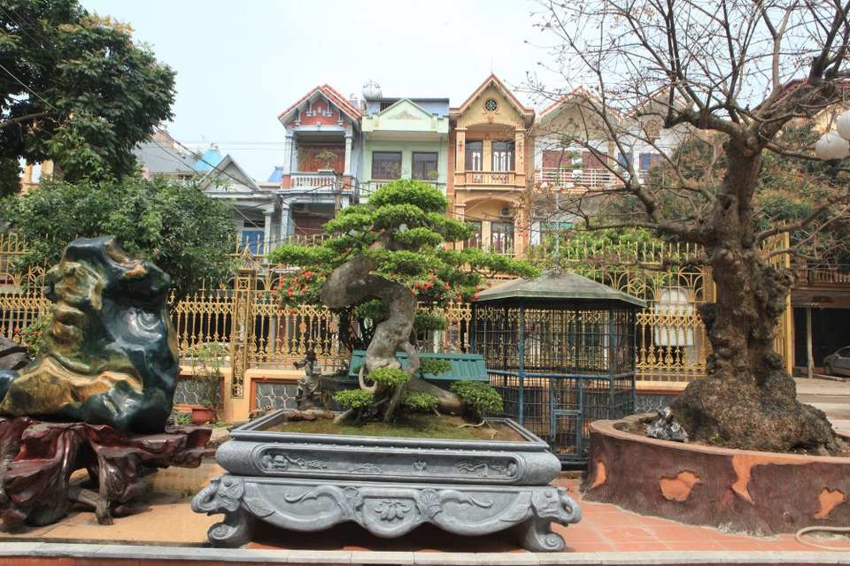 Chiêm ngưỡng vườn cảnh triệu đô của đại gia Phú Thọ - 2 Khu gia trang của anh nằm ngay ở vị trí đắc địa của thành phố Việt Trì, trong đó quy tụ hàng trăm cây cảnh khác nhau, nhiều cây thuộc vào dạng quý hiếm, “có một, không hai”. Thậm chí, có cả những cây có tuổi đời hàng trăm năm hay các cây cổ từng thuộc sở hữu của vua chúa như: cặp khế của vua Gia Long (khoảng 400 tuổi), cây tùng La Hán của vua Quang Trung (600 tuổi), cây Đề, Bằng Lăng từ cung đình Huế… Rất nhiều cây trong số này đã được công nhận là “Di sản Việt Nam”.