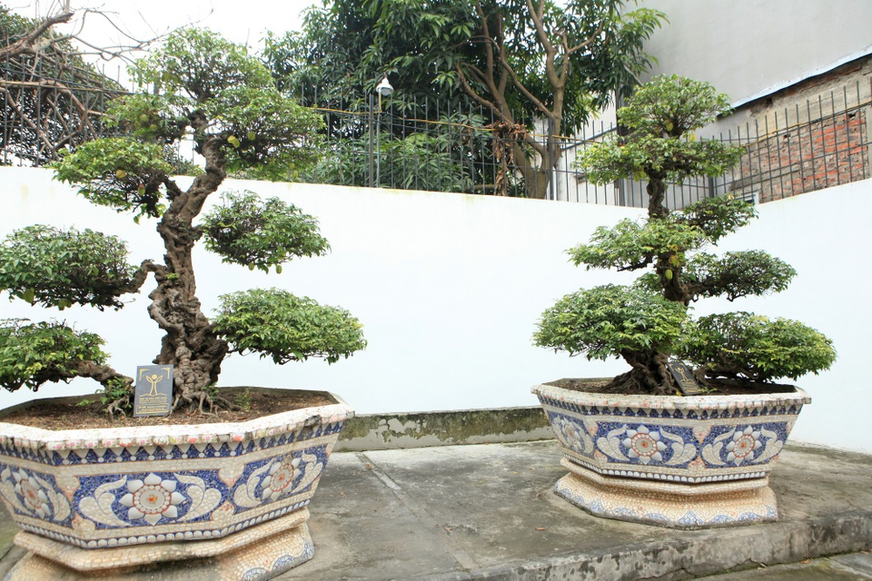 Chiêm ngưỡng vườn cảnh triệu đô của đại gia Phú Thọ - 5 Cặp khế cổ “vợ chồng” trong sân vườn nhà anh Toàn có tuổi đời trên 400 năm. Giới chơi cây đánh giá đây là cặp khế cổ nhất Việt Nam tính đến thời điểm hiện tại. Anh Toàn cho biết, chủ nhân cũ của cặp khế cho biết, cây do đích thân vua Gia Long trồng và chăm sóc.