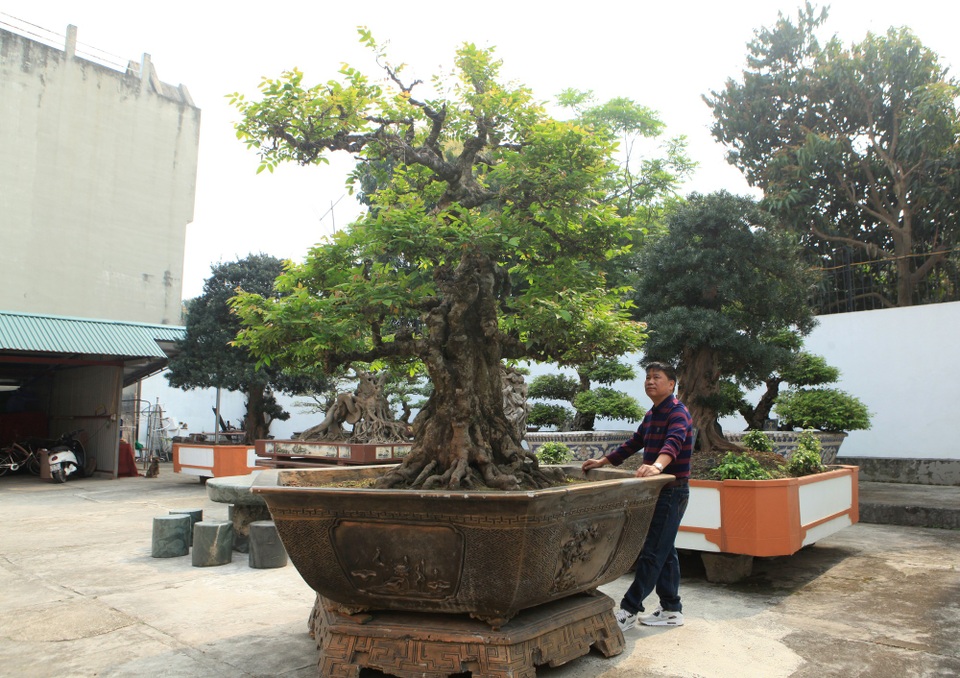 Chiêm ngưỡng vườn cảnh triệu đô của đại gia Phú Thọ - 7 Một cây khế cổ (ta) có tuổi đời khoảng 200 năm rong vườn nhà anh Toàn. Cây nổi bật bởi thân cổ kính, hình dáng đẹp tự nhiên, hiếm có. Theo anh Toàn, cây khế này vừa được mang đi triển lãm “Sinh vật cảnh” ở Ninh Bình, có người trả giá 11 tỷ đồng nhưng anh chưa đồng ý.