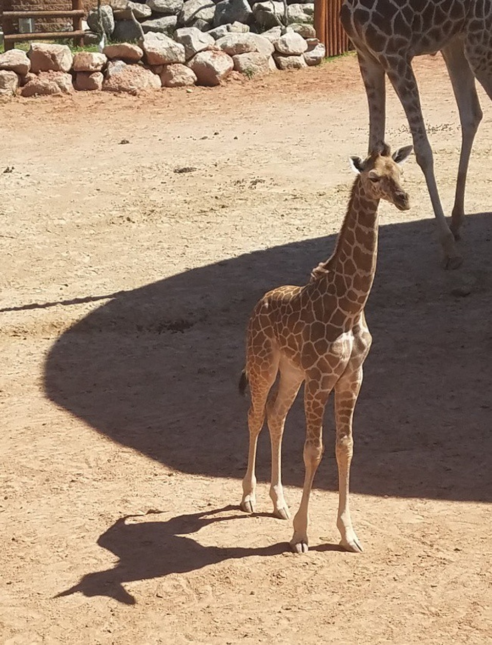 Chùm ảnh trùng hợp hài hước mà phải nhìn nhiều lần mới nhận ra - 11 Nếu ai bảo ngựa một sừng là không có thật, hãy cho họ xem bức ảnh này