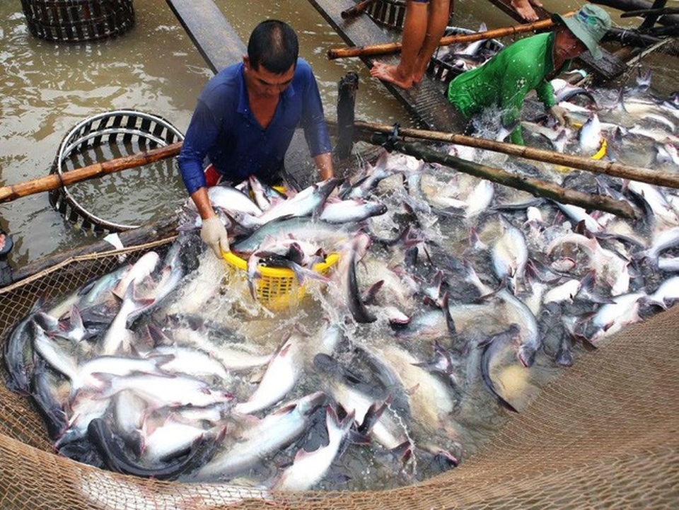 Mỹ áp thuế cao khủng khiếp lên cá tra, basa Việt Nam: Bảo hộ quá mức - 1 Theo Bộ Công Thương Việt Nam, mức thuế Mỹ áp đối với cá tra và basa Việt Nam rất cao và sẽ có tác động lớn tới xuất khẩu cá tra-basa của Việt Nam sang Hoa Kỳ.