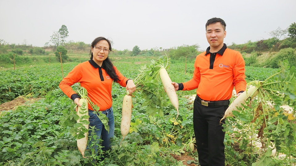 Hệ thống siêu thị Qmart thu mua củ cải trắng hỗ trợ nông dân - 2
Củ cải được mùa nhưng tiêu thụ chậm