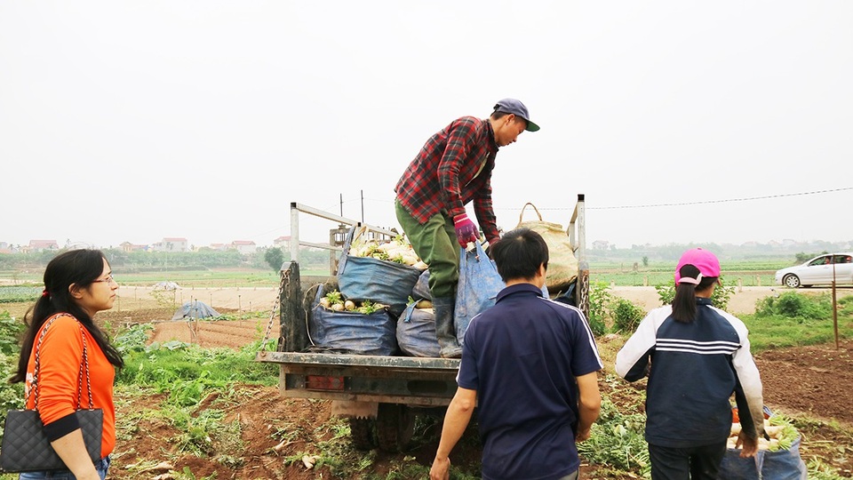 Hệ thống siêu thị Qmart thu mua củ cải trắng hỗ trợ nông dân - 3
Qmart hỗ trợ tiêu thụ củ cải cho nông dân