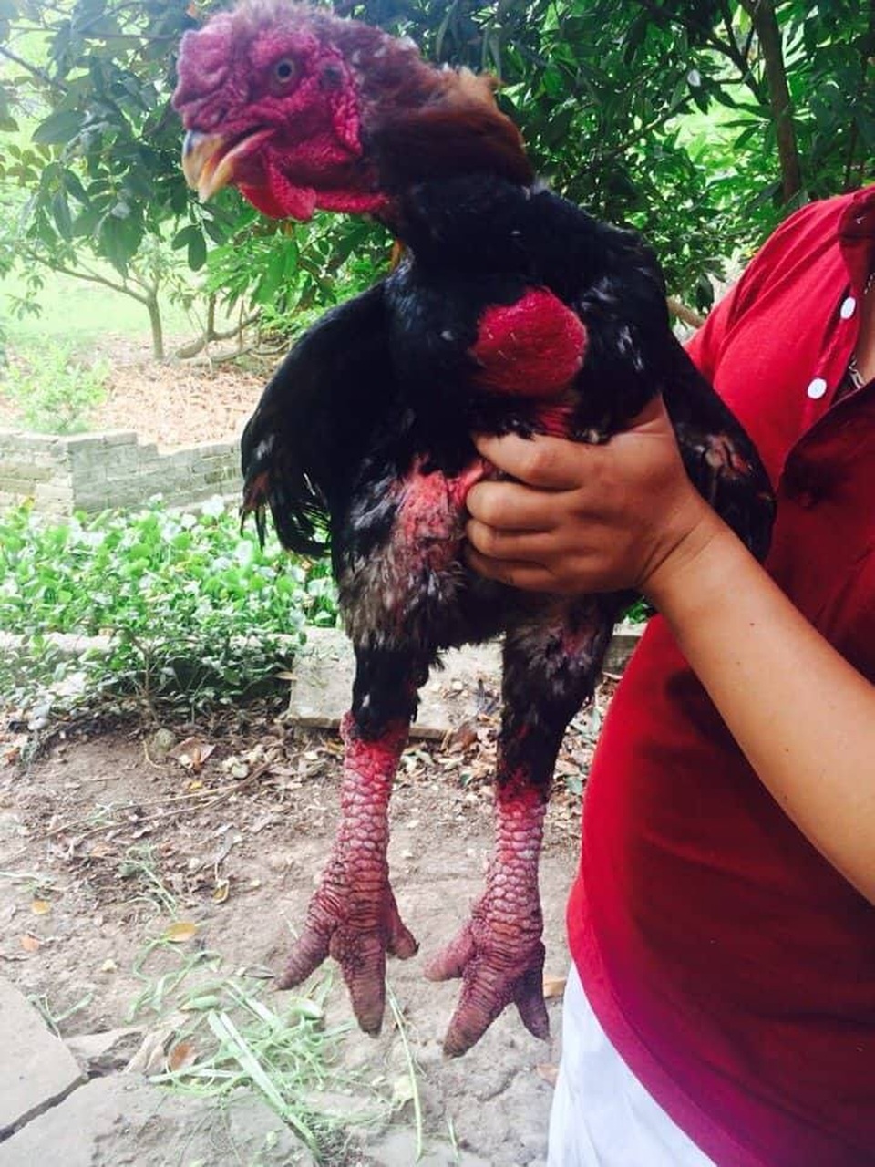 Thay vì dùng gà ta, các tiệc cưới VIP sẽ có nhiều sản vật đắt đỏ như gà Đông Tảo, sá sùng, tôm hùm... (Ảnh: Nhân vật cung cấp).