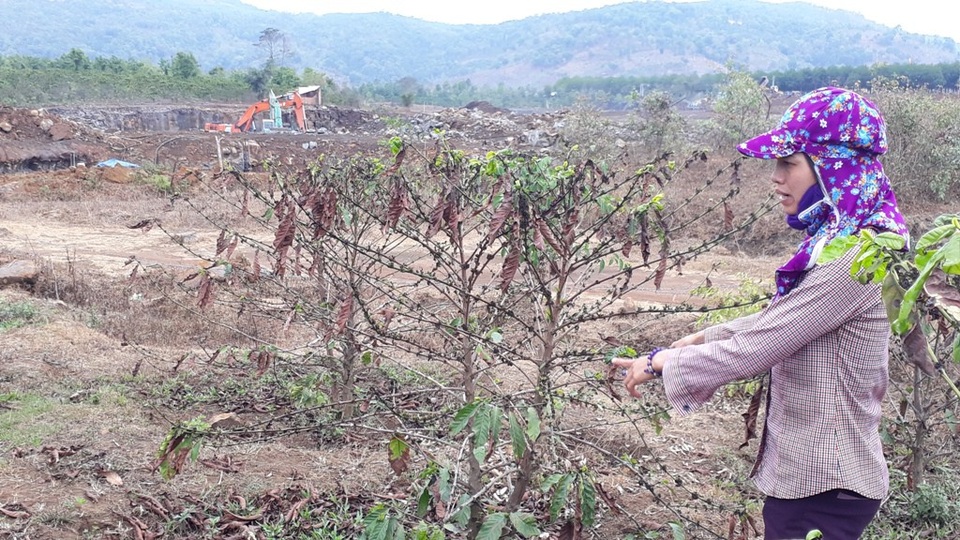 Hàng nghìn cây cà phê chết đột ngột, dân “vác” đơn kêu cứu! - 2 Vườn cà phê chị Thúy nằm sát mỏ đá