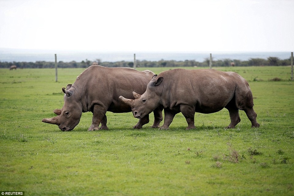 Najin (phải), con gái của tê giác Sudan, và Patu (trái), cháu gái của tê giác Sudan, giờ là hai cá thể còn sống duy nhất của loài tê giác trắng Bắc Phi. Bức ảnh được chụp hồi đầu tuần này tại khu bảo tồn Ole Pejeta.
