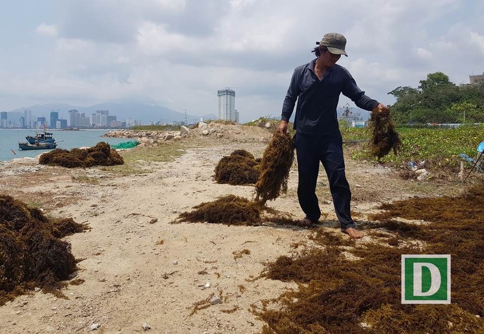 Những ngày cuối tháng 3/2018, khu vực dự án vẫn là một bãi đất trống, được người dân tận dụng để phơi rong biển