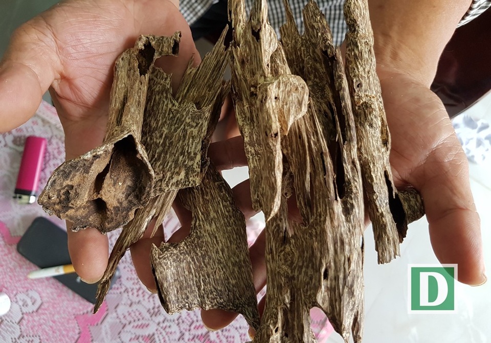 Những mẫu trầm có hình thù kỳ dị ở “xứ trầm” Khánh Hòa - 1 Người chủ lò trầm ở Vạn Thắng (Vạn Ninh, Khánh Hòa) cho biết, loại trầm cầm trên tay của ông là trầm tự nhiên, mỗi kg lên tới 100 triệu đồng