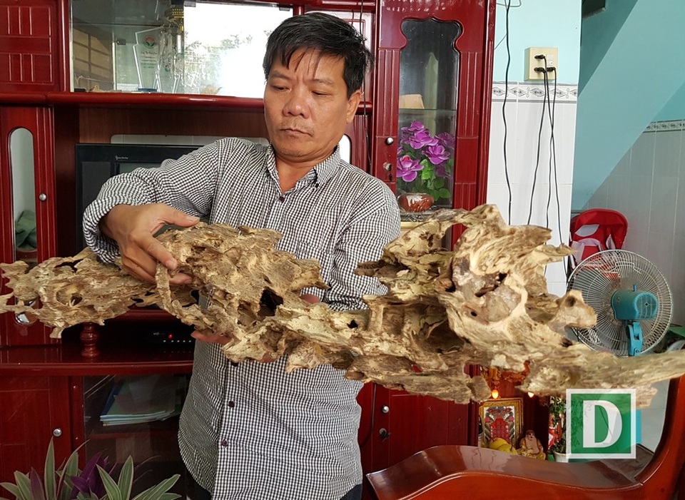 Những mẫu trầm có hình thù kỳ dị ở “xứ trầm” Khánh Hòa - 2 Khối trầm này nặng 1,1kg do kiến ăn vào thân cây dó bầu nên tạo trầm có hình thù ngoằn ngoèo vô cùng độc đáo, lạ mắt