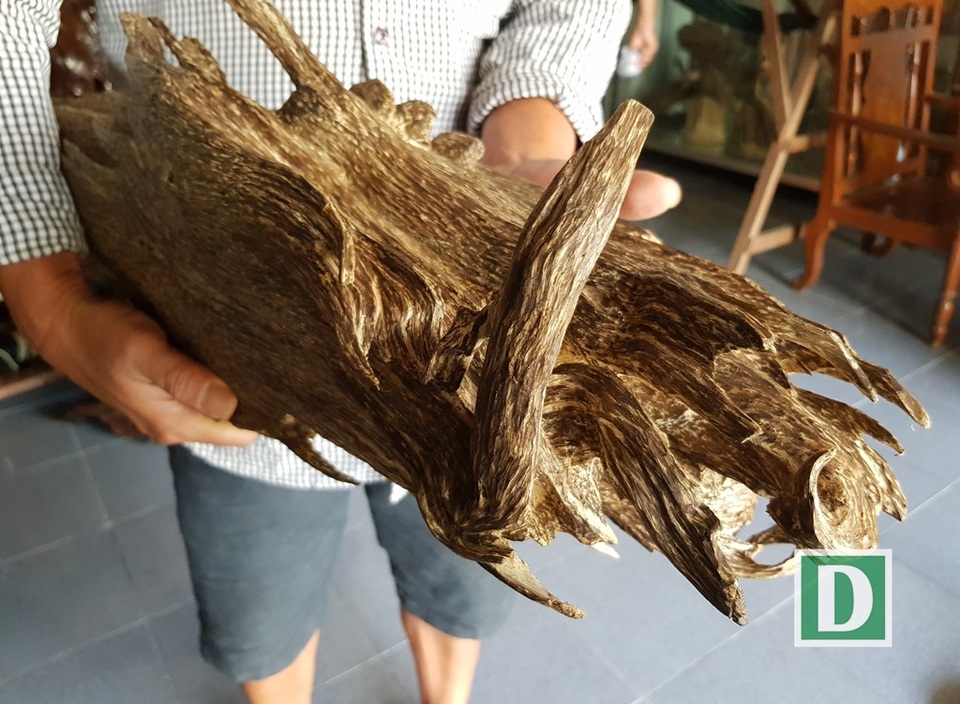 Những mẫu trầm có hình thù kỳ dị ở “xứ trầm” Khánh Hòa - 5 Những mẫu trầm có hình thù kỳ dị ở “xứ trầm” Khánh Hòa - 5