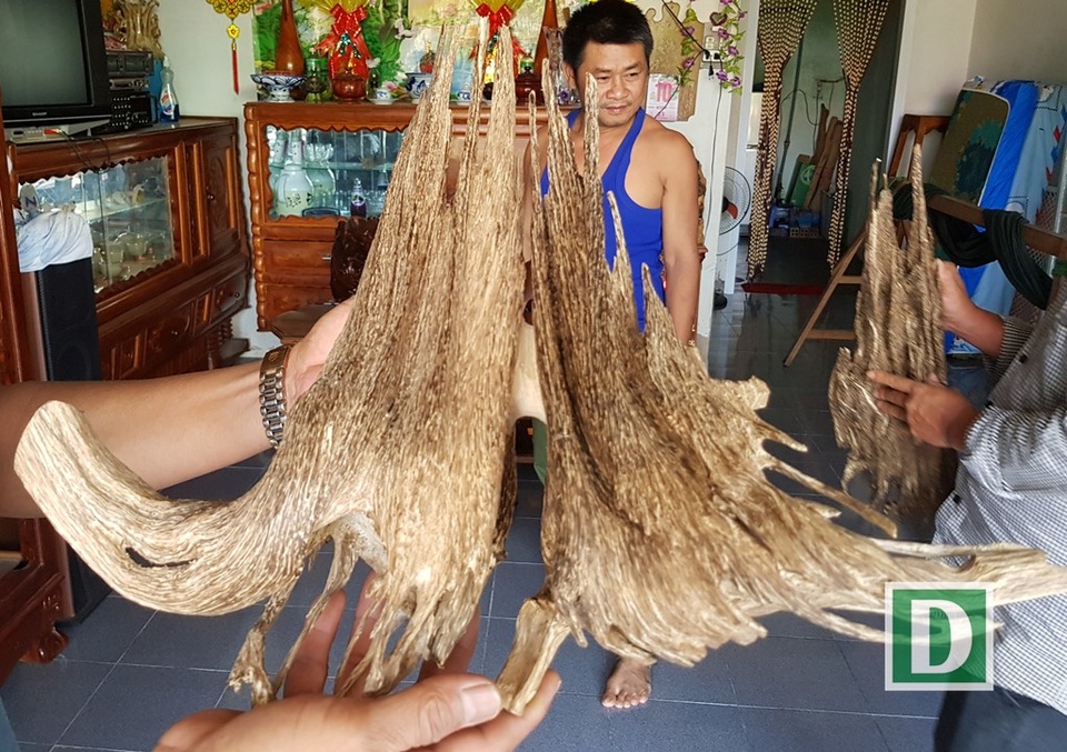 Những mẫu trầm có hình thù kỳ dị ở “xứ trầm” Khánh Hòa - 6 Một chủ lò soi trầm ở huyện Vạn Ninh tiết lộ rằng, anh có hàng chục cây trầm cảnh khác nhau, có cây lên tới hàng chục triệu đồng