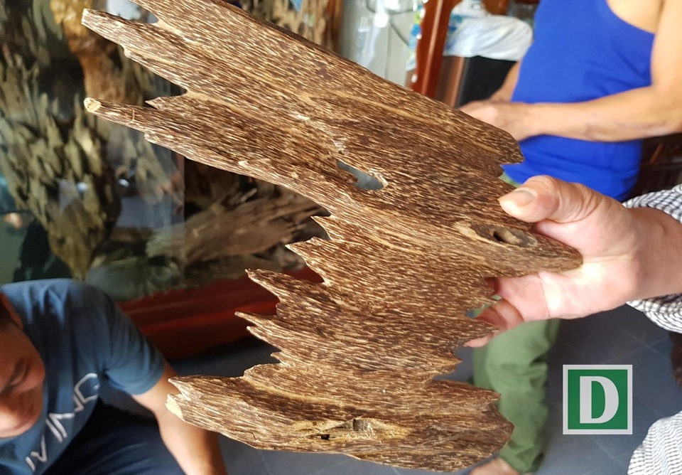 Những mẫu trầm có hình thù kỳ dị ở “xứ trầm” Khánh Hòa - 7 Những mẫu trầm có hình thù kỳ dị ở “xứ trầm” Khánh Hòa - 7