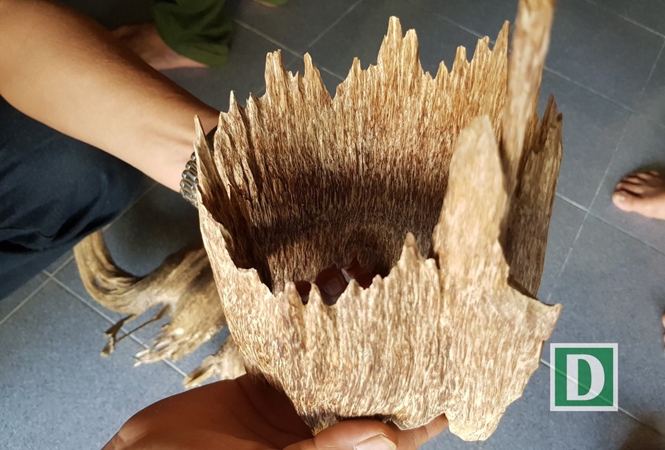 Những mẫu trầm có hình thù kỳ dị ở “xứ trầm” Khánh Hòa - 8 Đến xứ trầm Vạn Ninh, chúng tôi thực sự mãn nhãn trước những mẫu trầm với đủ muôn hình vạn trạng của những người chơi trầm nơi đây