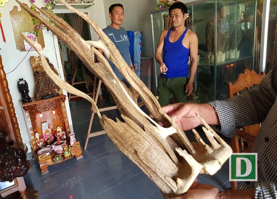Những mẫu trầm có hình thù kỳ dị ở “xứ trầm” Khánh Hòa - 10 Thú chơi trầm cảnh ở Vạn Ninh (Khánh Hòa) nở rộ trong thời gian gần đây và nhiều mẫu trầm cảnh nhờ đó cũng tăng giá vùn vụt