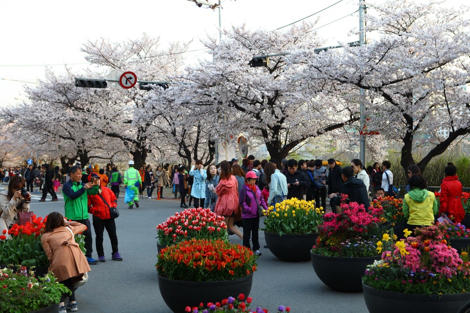 Lễ hội hoa tulip Everland diễn ra từ 26/3 – 23/4 thu hút rất nhiều du khách tham quan