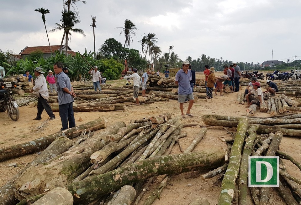 Kỳ lạ nghề moi ruột cây tìm “vàng” ở xứ trầm hương - 1 Người dân xã Vạn Thắng (huyện Vạn Ninh, Khánh Hoa) đang lựa chọn mua cây dó bầu để đem về soi trầm