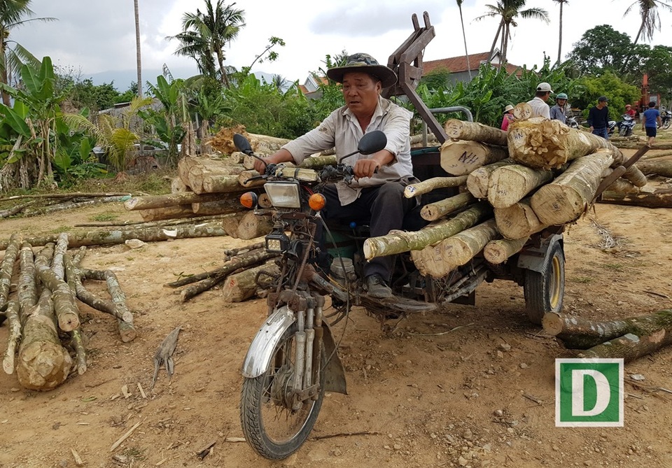 Kỳ lạ nghề moi ruột cây tìm “vàng” ở xứ trầm hương - 3 Các chủ lò trầm hối hả chở từng xe nhỏ cây dó bầu về nhà để gia công trầm hương