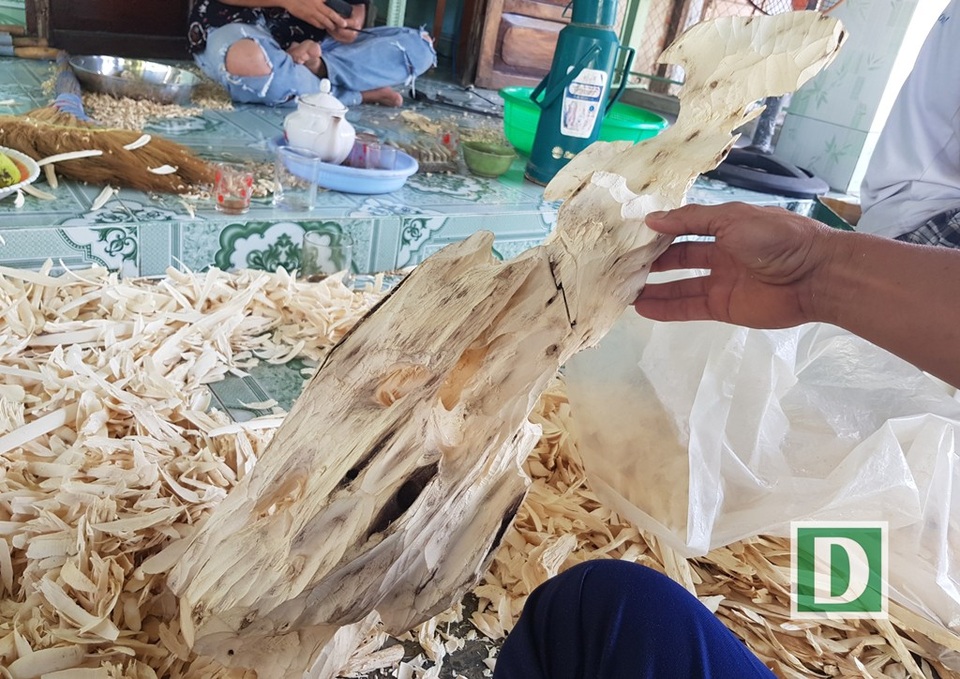 Kỳ lạ nghề moi ruột cây tìm “vàng” ở xứ trầm hương - 6 Một đoạn cây dó bầu được phát hiện có đoạn trầm hương kéo dài, quý hiếm