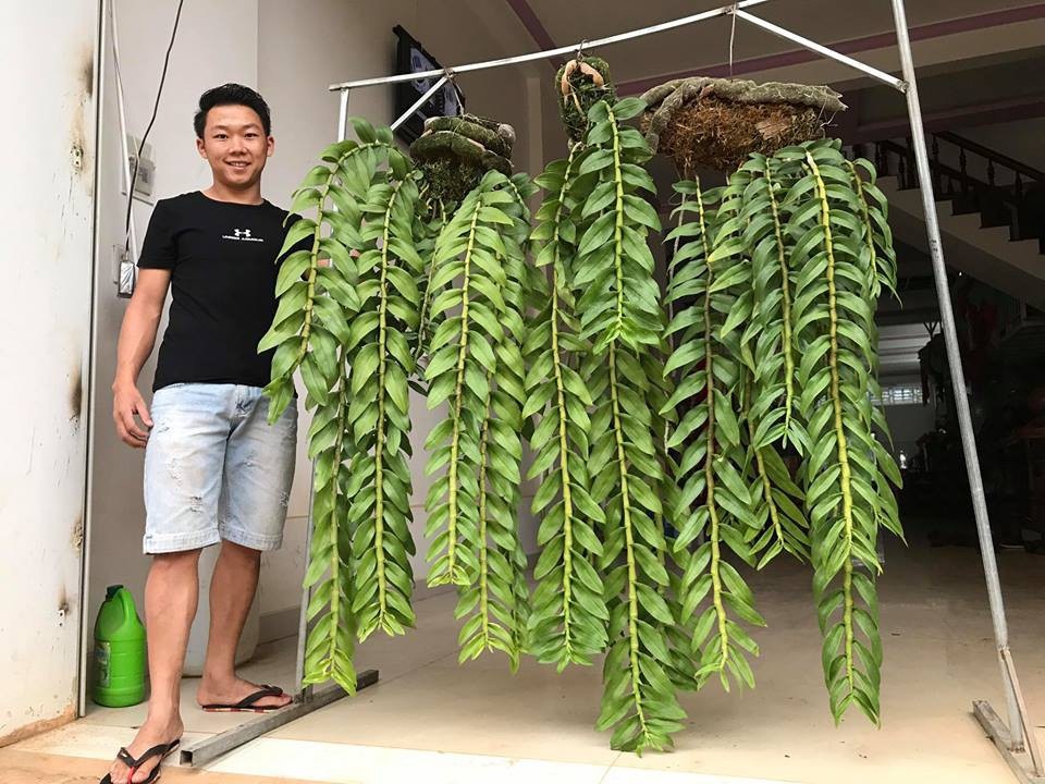 Mê lan rừng từ nhỏ, chàng quản lý 9x sở hữu vườn lan “khủng” - 4 Ba giò phi điệp của anh Sơn được dân chơi lan đánh giá là khủng nhất Lâm Đồng có giá bán gần 100 triệu đồng.
