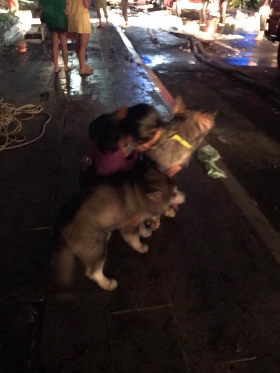 Bàng hoàng sau vụ cháy chung cư 13 người chết - 15
Một cô gái may mắn thoát nạn cùng 2 chú chó cưng của mình sợ hãi không đứng dậy nổi