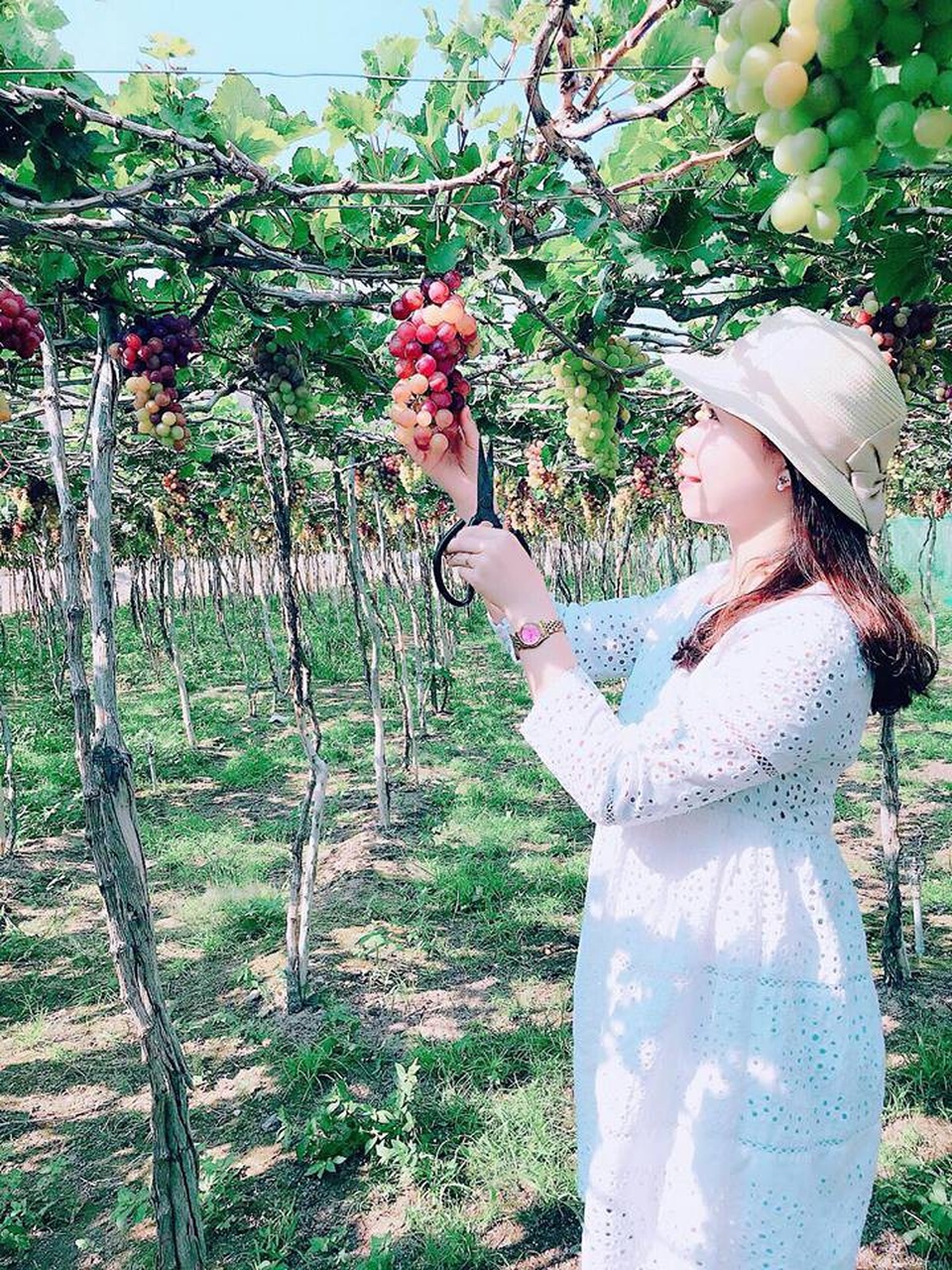 Về Ninh Thuận thỏa thích hái nho đầy túi, lại săn ảnh đẹp mang về - 5