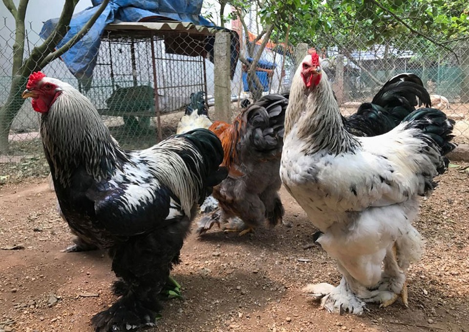 Gà khổng lồ 35 triệu đồng/cặp: Cơn sốt hàng hiếm, dân chơi săn lùng - 3
Loại gà này thường có giá khoảng 15 triệu đồng/cặp trống mái