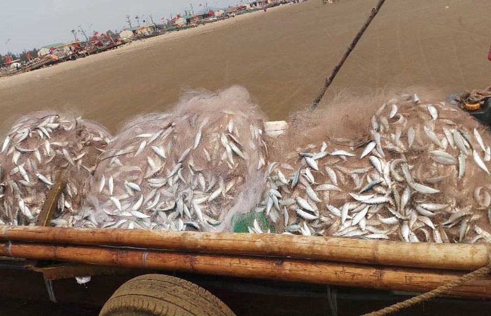 Ngư dân Thanh Hóa kiếm tiền triệu nhờ "lộc biển" - 10 Những mẻ lưới ken đặc cá trích trở về bờ, đem lại nguồn thu nhập cao cho ngư dân ven biển từ sau Tết Nguyên đán đến nay.