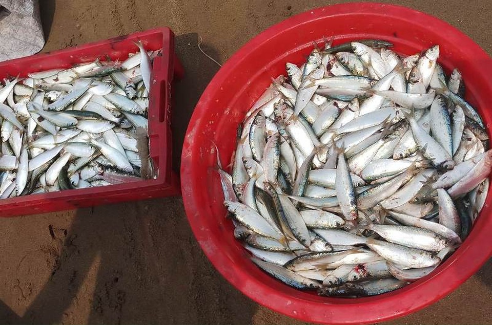 Ngư dân Thanh Hóa kiếm tiền triệu nhờ "lộc biển" - 12 Năm nay, đánh cá trích thu nhập cao, trừ chi phí thì mỗi chuyến ra khơi cũng cho thu nhập 4-5 triệu đồng.
