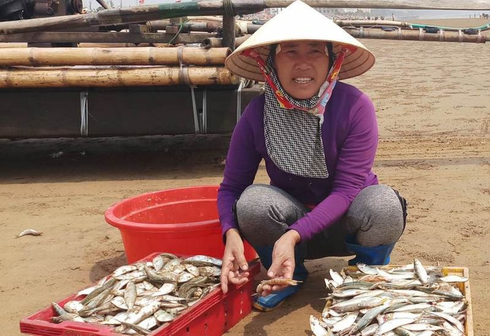 Ngư dân Thanh Hóa kiếm tiền triệu nhờ "lộc biển" - 11 Được biết, mùa đánh cá trích kéo dài từ cuối tháng 12 âm lịch năm trước đến hết tháng 4 âm lịch năm sau. Cá trích như là lộc biển của thiên nhiên ban tặng cho ngư dân ven biển xứ Thanh. Chi phí cho những chuyến khai thác không nhiều, chỉ cần bè mảng nhỏ và đầu tư khoảng 20-30 triệu đồng ngư lưới cụ là ngư dân đã có thể ra khơi khai thác cá trích.