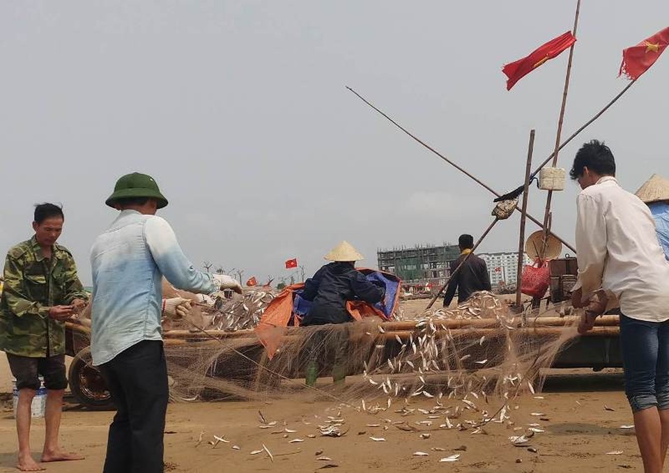 Ngư dân Thanh Hóa kiếm tiền triệu nhờ "lộc biển" - 8 Cá trích rất dễ đánh bắt nhưng vất vả nhất vẫn là khâu gỡ cá. Những ngày đánh bắt được nhiều cá, bà con phải huy động hết thành viên trong gia đình, thậm chí mượn thêm người để cùng nhau gỡ lưới cho kịp bán và tiếp tục ra khơi.
