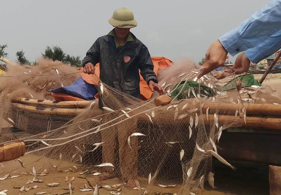 Ngư dân Thanh Hóa kiếm tiền triệu nhờ "lộc biển" - 4 Theo người dân địa phương cho biết, đây đang là thời điểm mùa cá trích theo luồng vào gần bờ nên chỉ bè mảng của người dân chỉ đánh bắt cách bờ 5 - 10 hải lý, thời gian đánh bắt kéo dài khoảng vài giờ đồng hồ đã có thể thu được từ 2 - 5 tạ cá trích.