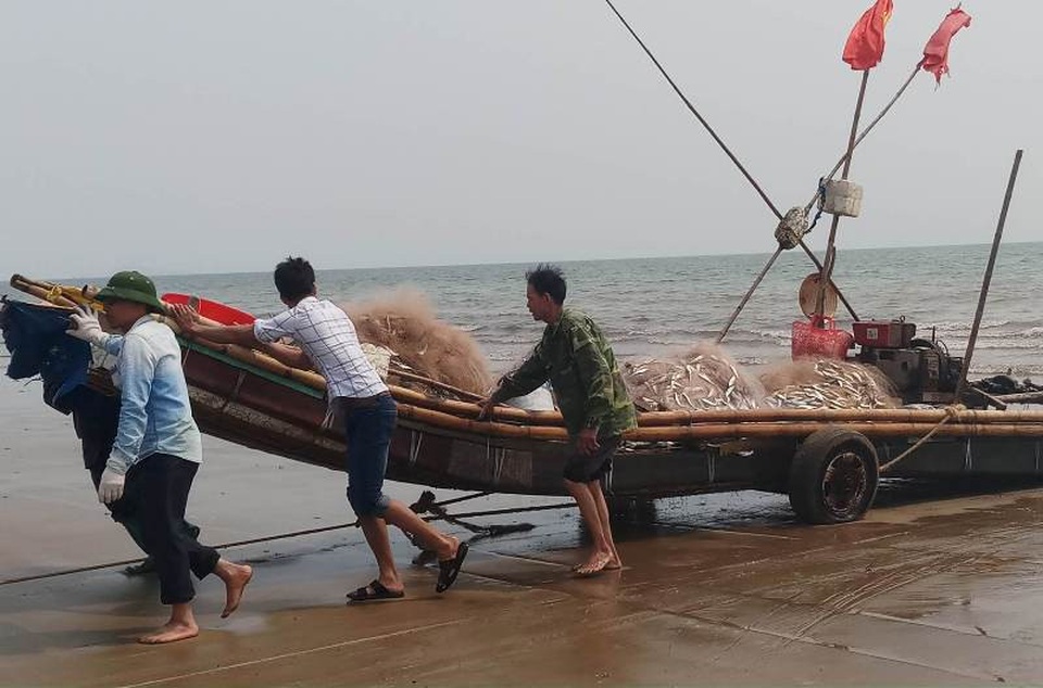 Ngư dân Thanh Hóa kiếm tiền triệu nhờ "lộc biển" - 2 Mỗi chuyến ra khơi trở về, các thuyền bè đều đầy ắp những mẻ cá trích. Sản lượng cá đánh bắt được nhiều hơn so với mọi năm, đem lại sự hứng khởi cho bà con ngư dân trong những chuyến ra khơi.