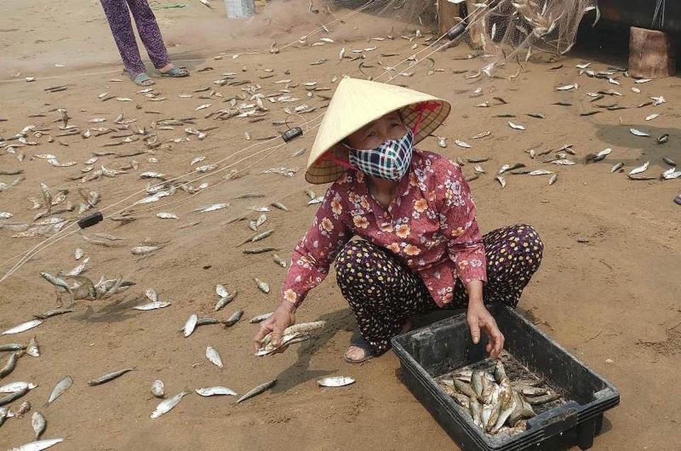 Ngư dân Thanh Hóa kiếm tiền triệu nhờ "lộc biển" - 9 Năm nay, không chỉ được mùa cá trích mà việc tiêu thụ cũng thuận lợi nên cá về gỡ lưới ra đến đâu, có người thu mua đến đó, tạo không khí phấn khởi cho bà con ngư dân.