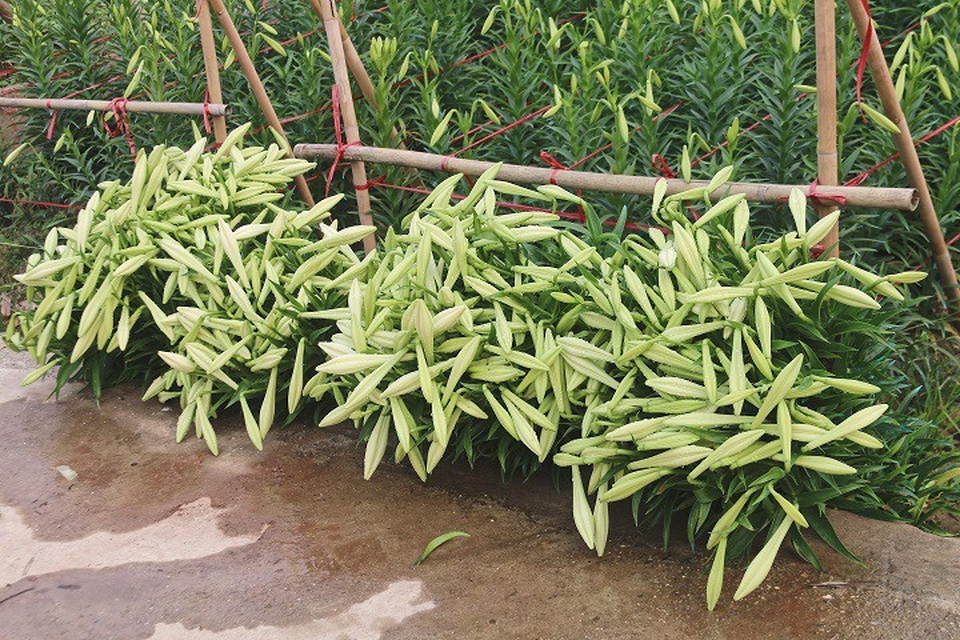 Tuy nhiên do thời vụ của loài hoa này chỉ kéo dài khoảng 1 tháng và mỗi năm chỉ có một lần nên mức độ tiêu thụ vẫn rất nhanh.