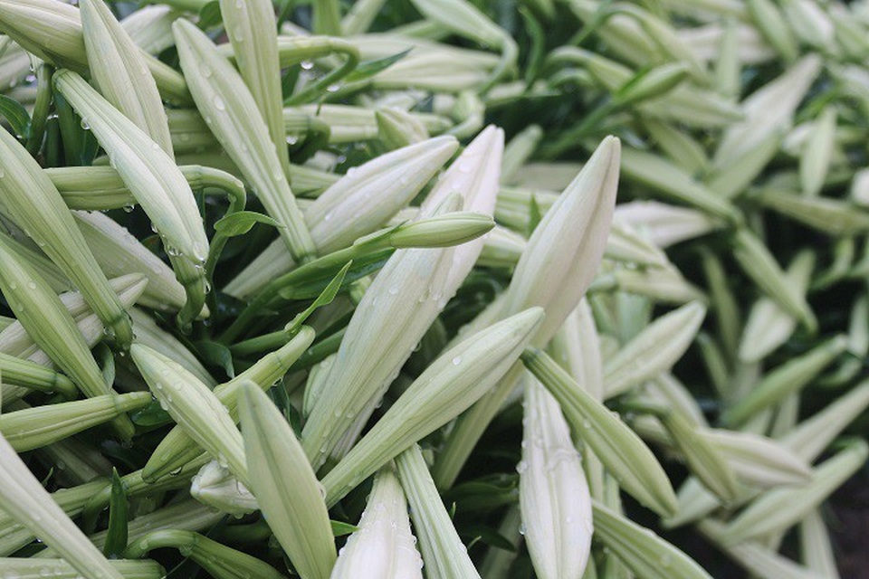 Những nụ hoa đã chuyển từ xanh sang trắng, có kích thước lớn sẽ được người trồng chọn để thu hoạch.