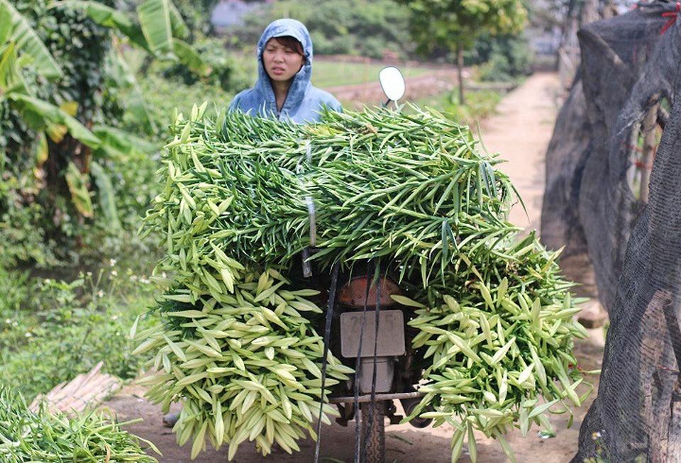 Sau khi cắt, hoa được chia thành các bó nhỏ đưa về nhà phân loại. Tùy loại bông đơn, bông chùm, cây ngắn, cây dài khác nhau để định giá cho phù hợp.