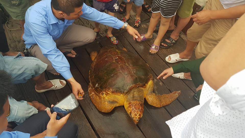 Con rùa biển quý hiếm nặng 80kg dính lưới ngư dân - 2 Con rùa biển quý hiếm nặng 80kg dính lưới ngư dân - 2