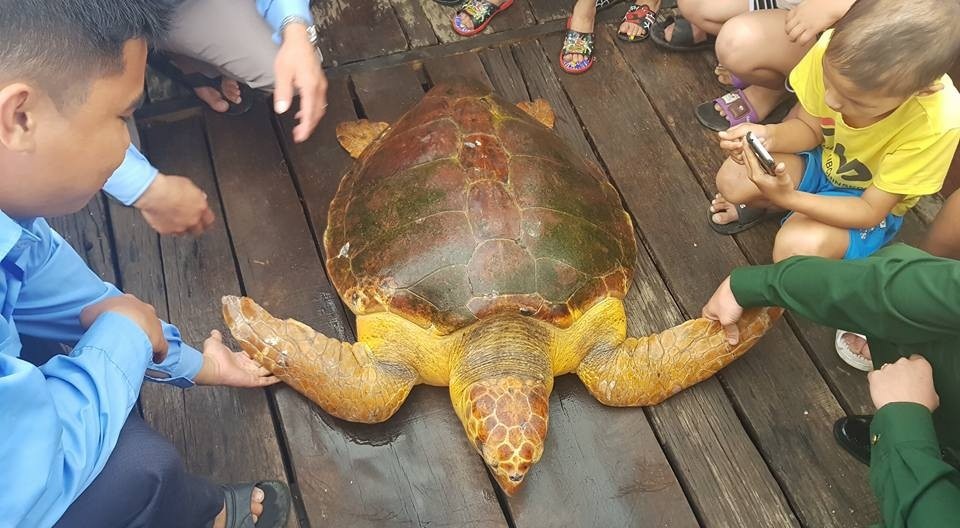 Con rùa biển quý hiếm nặng 80kg dính lưới ngư dân - 3 Con rùa có màu sắc vàng óng ở cổ và ở chân rất đẹp